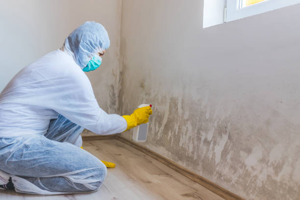 Licensed Black Mold Remediation service in Bristow, VA - Car Mold Remediation