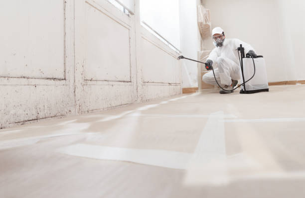 24/7 Emergency Black Mold Remediation experts in Bristow, VA