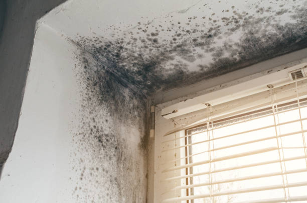 Affordable Black Mold Remediation solutions in Bristow, VA