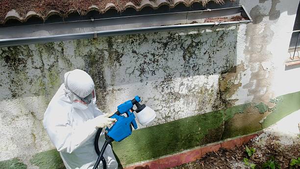 Top rated local Black Mold Remediation specialists in Bristow, VA